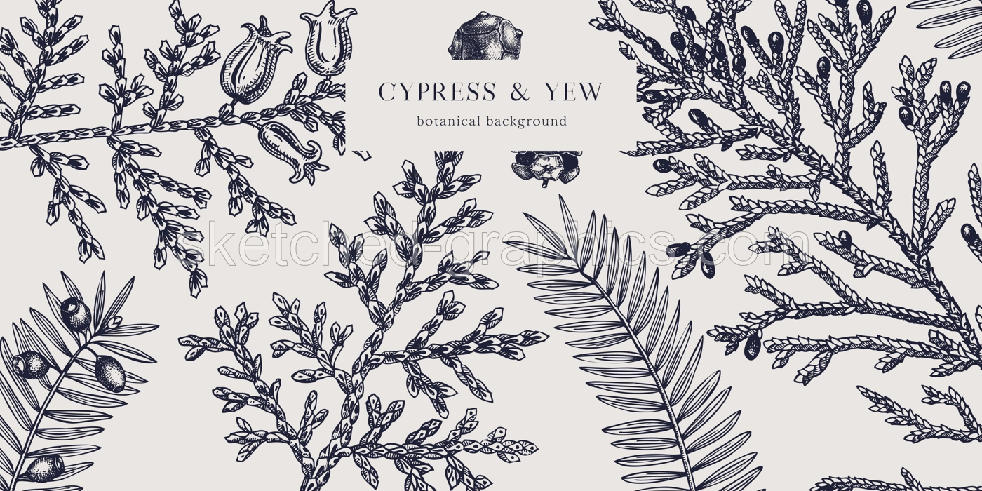 Christmas background. Vector frame with hand drawn conifers sketch - cypress and yew. Vintage design for Christmas decoration. Winter trees and evergreen plants botanical illustration Illustration